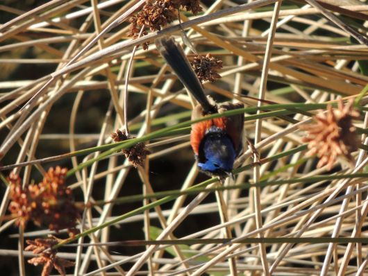 Campells Fairy Wren (Prachtstaffelschwanz)